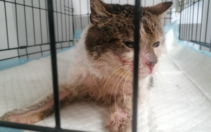 Zbiórka Bolek - pomóż nam pomagać - zdjęcie główne