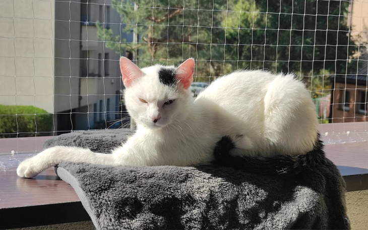 Zbiórka Pomóż Kokosowi w walce z FIP - zdjęcie główne