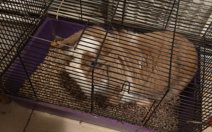 Zbiórka Królicze nowe życie - zdjęcie główne