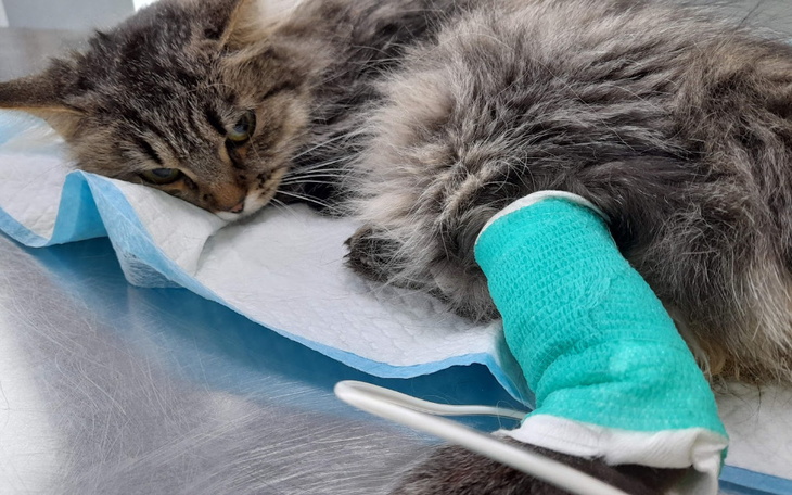 Zbiórka Październikowe choroby - zdjęcie główne