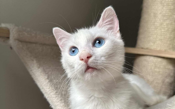 Biały kot z niebieskimi oczami, patrzący w górę.