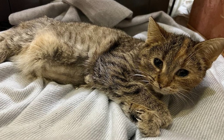 Kot leżący na kocu, z wyraźnym zmęczeniem.