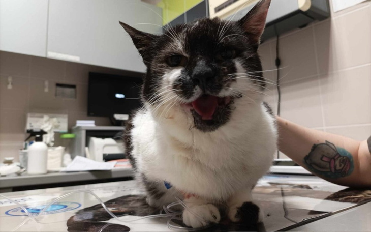 Zbiórka Walka o Amora - zdjęcie główne