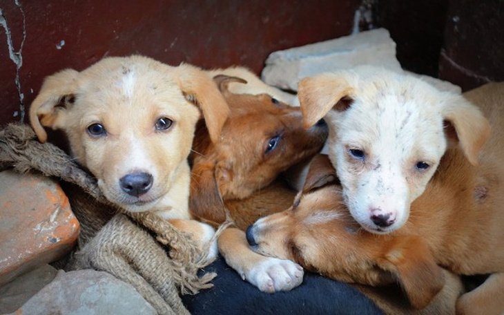 Zbiórka Chcę stworzyć schronienie dla be - zdjęcie główne