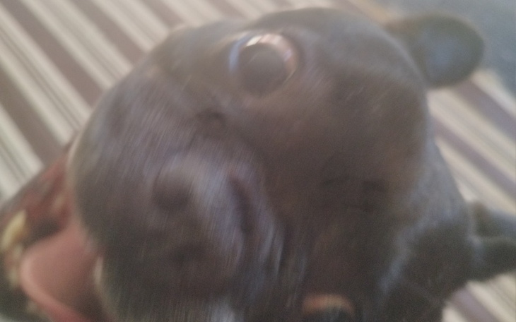 Zbiórka Chore pieski i kotki i zwierzęta - zdjęcie główne