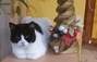 Zbiórka Na operację kotki Pusi - miniaturka zdjęcia