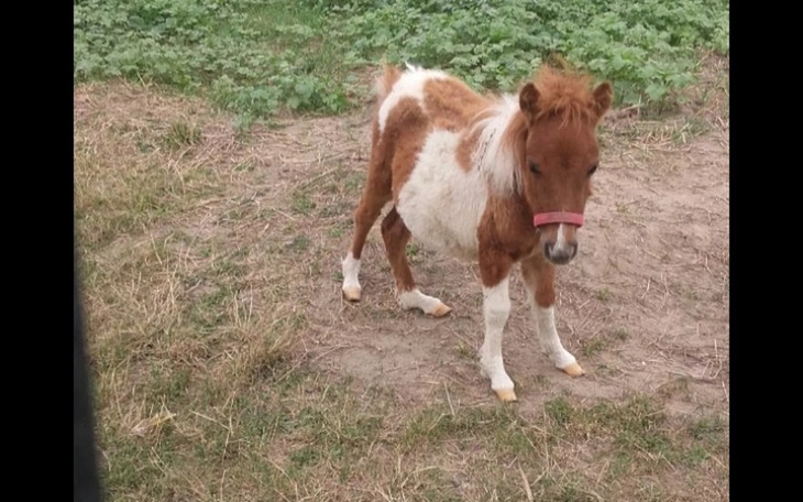 Zbiórka Ogromne cierpienie malego kucyka - zdjęcie główne