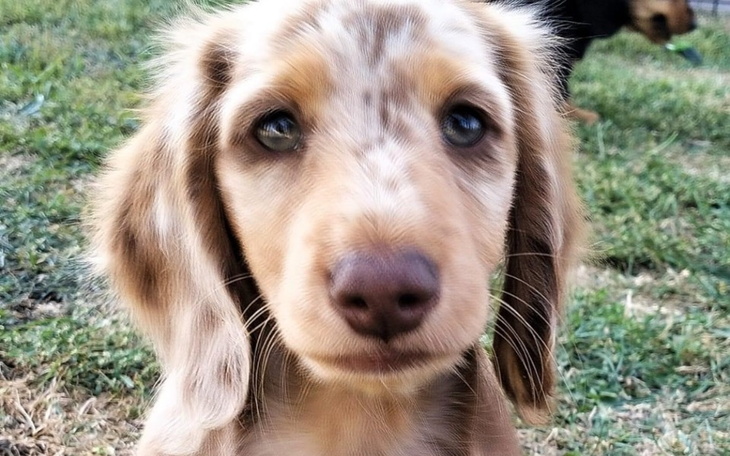 Zbiórka pomóżcie zebrać na pieska - zdjęcie główne