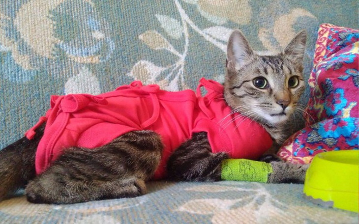 Zbiórka "Kocia mama" prosi o złotówkę - zdjęcie główne