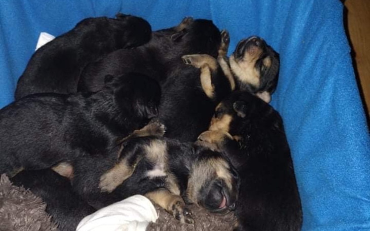 Zbiórka Na ratunek dla 7 szczeniat - zdjęcie główne