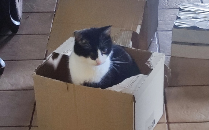 Zbiórka Na fakturę za kocie jadło - zdjęcie główne