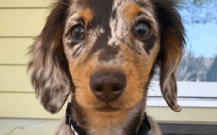 Zbiórka Zbieram na wymarzonego sczeniaka - zdjęcie główne