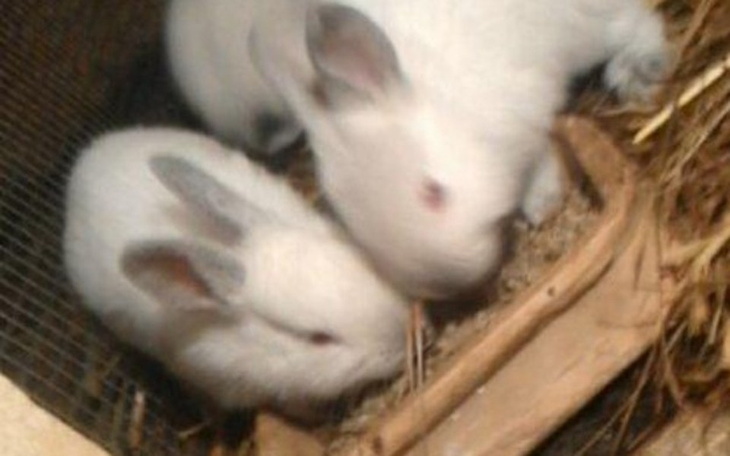 Zbiórka Odnowienie hodowli królików - zdjęcie główne