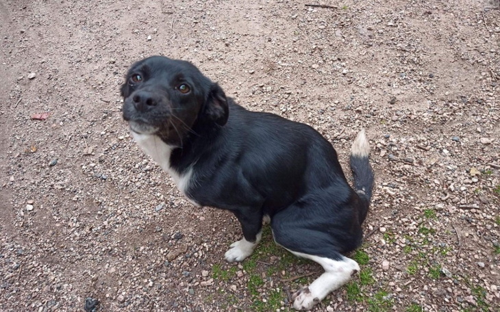 Zbiórka Cierpienie ma swoją cenę - zdjęcie główne