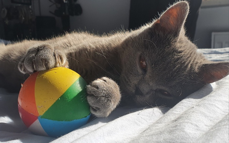 Zbiórka Joki ma nawrót. - zdjęcie główne