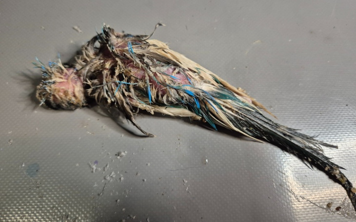 Martwy ptak leżący na stole, z widocznymi uszkodzeniami.