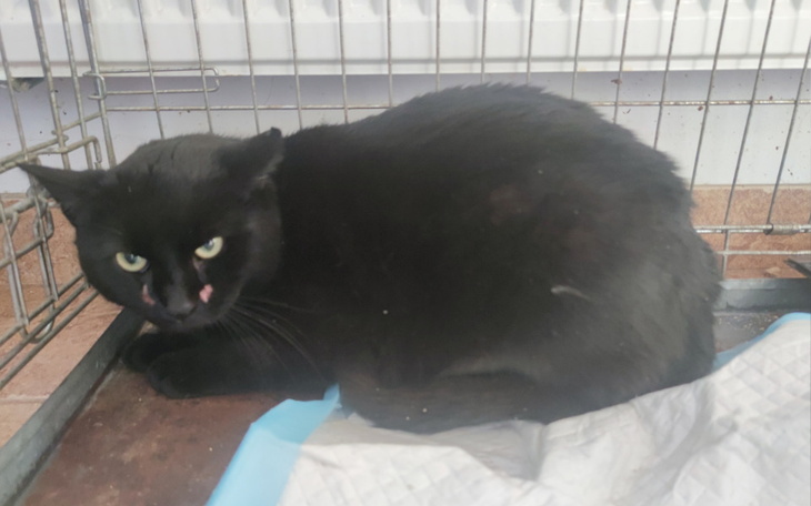 Czarny kot leżący w klatce, z wyrazem niepokoju.