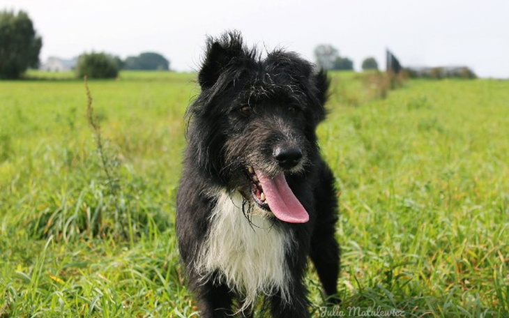 Zbiórka Franklin zbiera na kojec. - zdjęcie główne