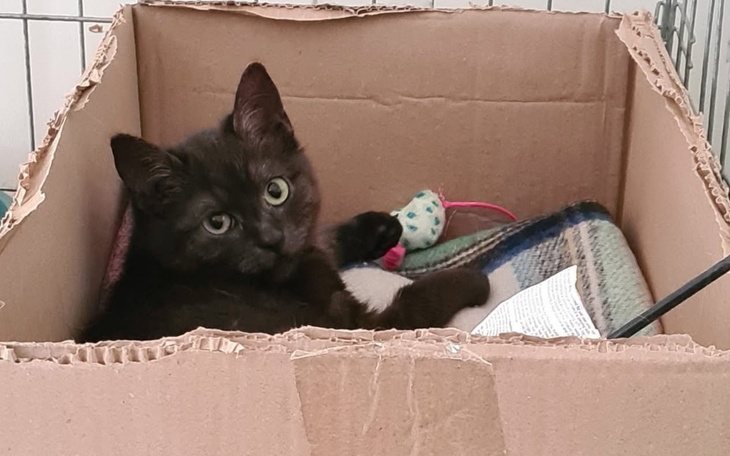 Czarny kot w kartonowym pudełku z zabawką.