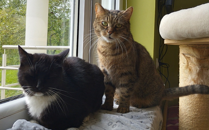 Dwa koty siedzące na parapecie, jeden czarny, drugi pręgowany.