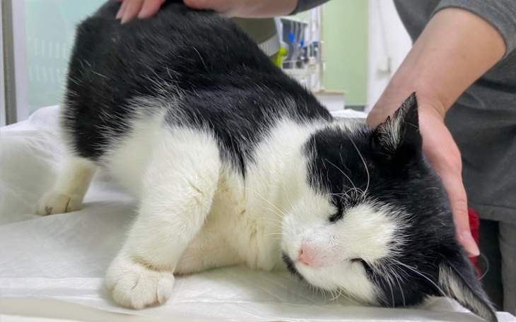 Zbiórka Leczenie Pampuszka - zdjęcie główne