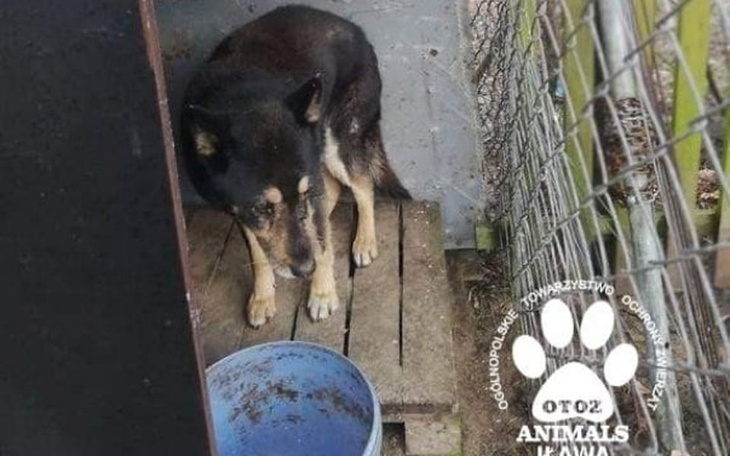 Zbiórka Uratujmy Naczosa! - zdjęcie główne