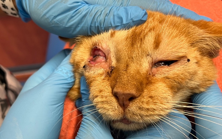 Zbiórka Pomoc dla kotka Garfielda - zdjęcie główne