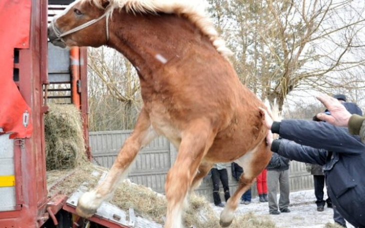 Zbiórka Zostać mięsem? Proszę nie.... - zdjęcie główne