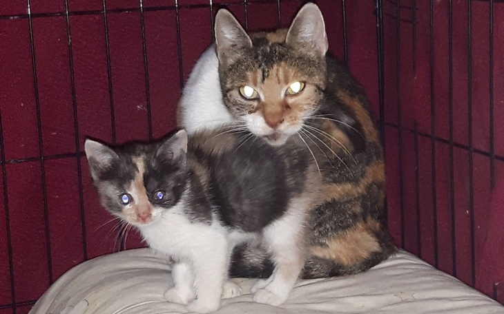 Zbiórka Sterylki, szczepienia Azylowych - zdjęcie główne