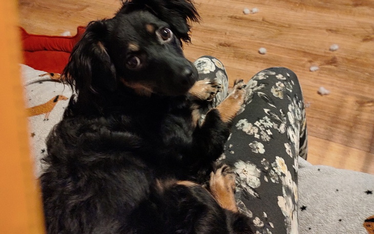 Zbiórka Sterylizacja adopciaka - zdjęcie główne