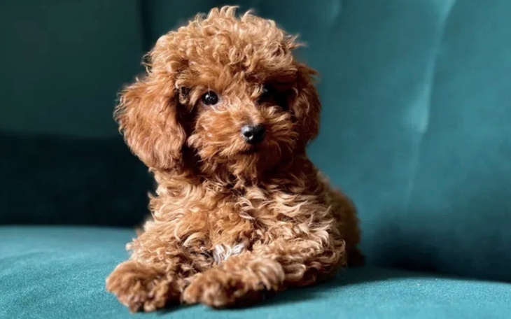 Mały, puszysty piesek w kolorze brązowym na kanapie.