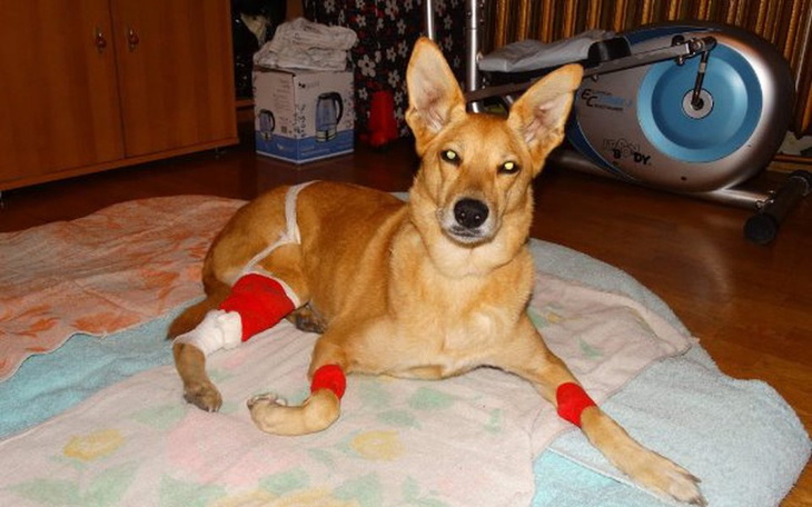 Zbiórka Walka o życie psiego przyjaciela - zdjęcie główne