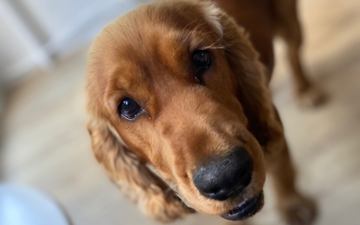 Złoty retriever z bliska, z wyrazem przyjaznym.