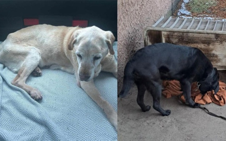 Dwa psy, jeden leżący, drugi w ruchu, w różnych pozach.