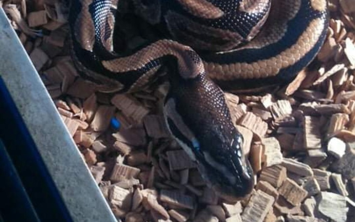 Zbiórka Na Jedzenie dla gada - zdjęcie główne