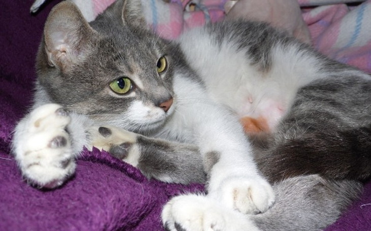 Kot leżący na kanapie, zrelaksowany i wesoły.