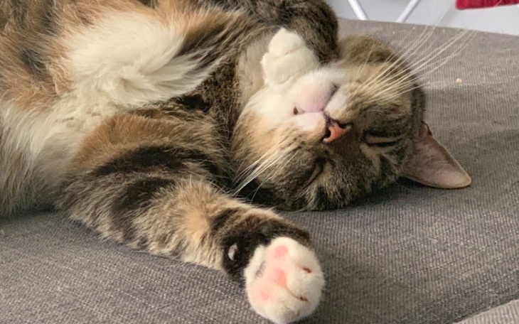 Zbiórka Pomoc Tolkowi wrócić do zdrowia - zdjęcie główne