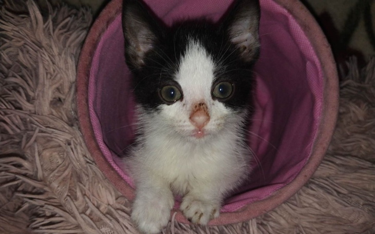 Zbiórka Koty w Strefie Kota Bytów - zdjęcie główne