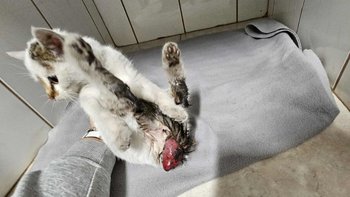 Zbiórka Wypadnięte jelitko - miniaturka zdjęcia