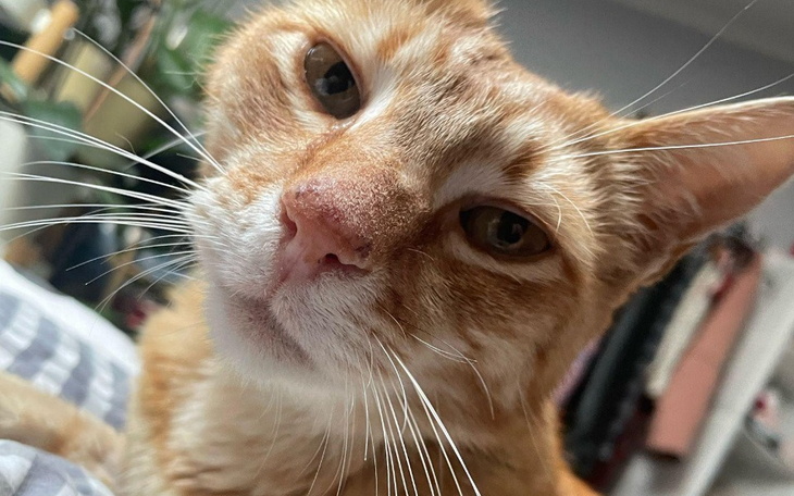 Zbiórka Walka o życie Tofisia - zdjęcie główne