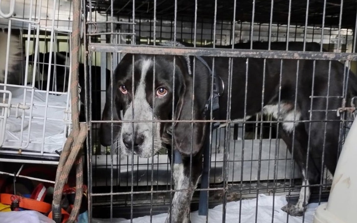 Pies w klatce, z wyrazem smutku w oczach.