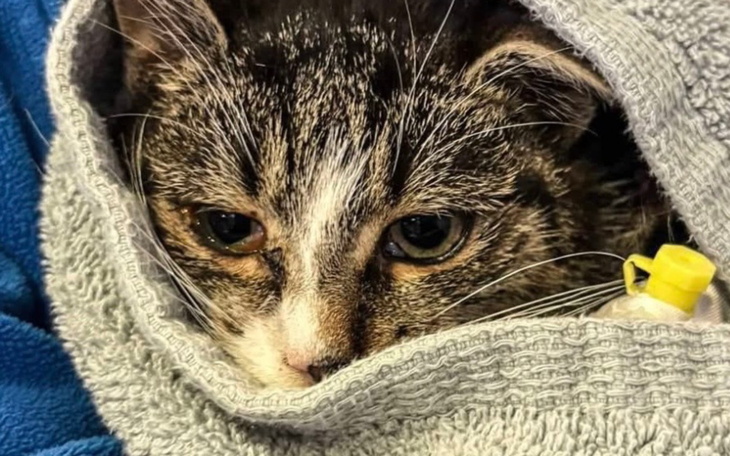 Kot owinięty w koc, z wyrazem smutku.