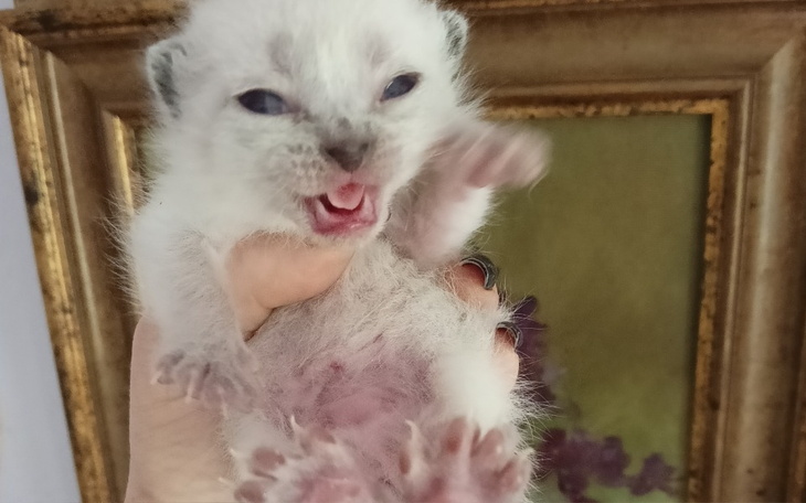 Zbiórka S.O.S dla bezdomniaków - zdjęcie główne