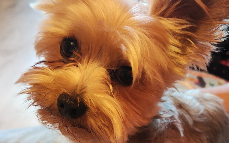 Zbiórka Leczenie tchawicy - zdjęcie główne