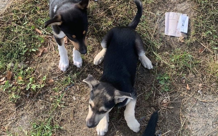 Dwa szczeniaki bawiące się na trawie.