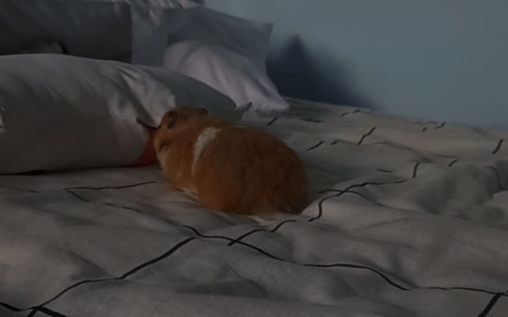 Zbiórka na potrzebne rzeczy dla chomika - zdjęcie główne