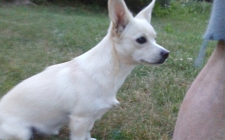 Zbiórka Pusia i Borysek - zdjęcie główne