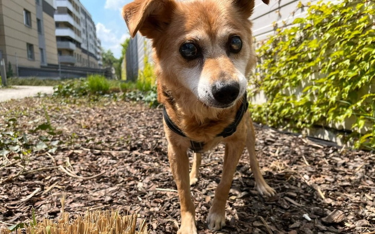 Zbiórka Wsparcie dla niewidomego Misia - zdjęcie główne