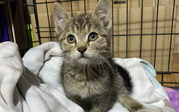 Mały kotek z dużymi oczami, leżący na kocyku.