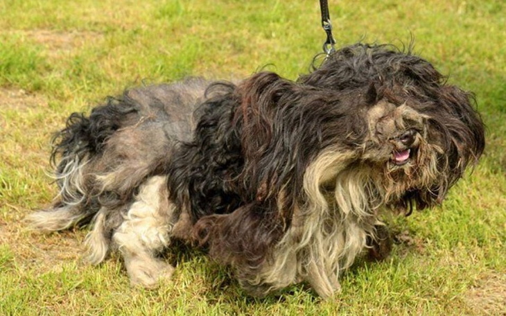 Zbiórka Błagam niech Bili znowu widzi ! - zdjęcie główne